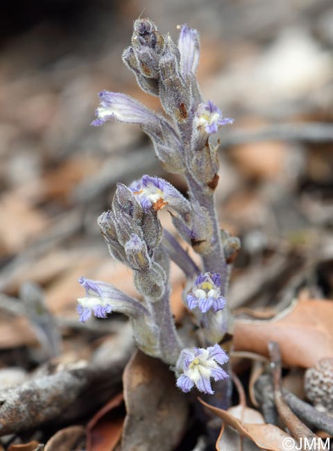 Phelipanche rosmarina