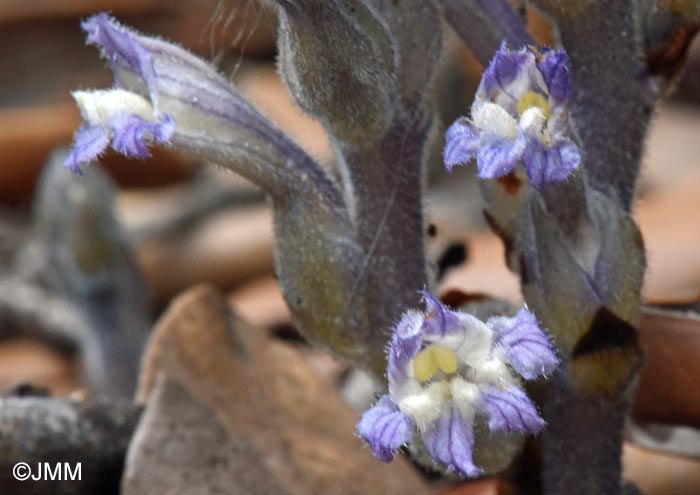 Phelipanche rosmarina