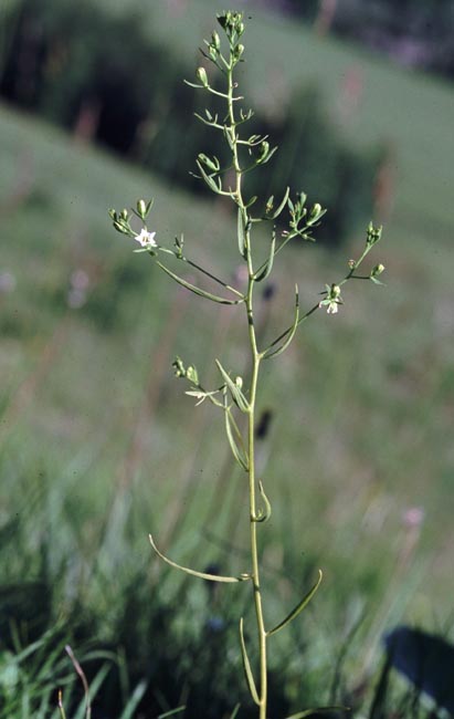 Thesium humifusum subsp. divaricatum