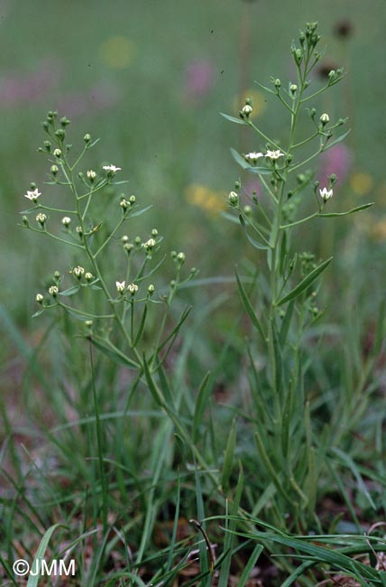 Thesium linophyllon