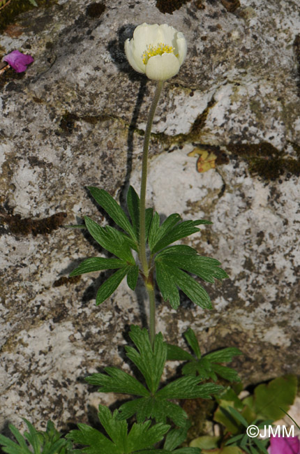 Anemone sylvestris