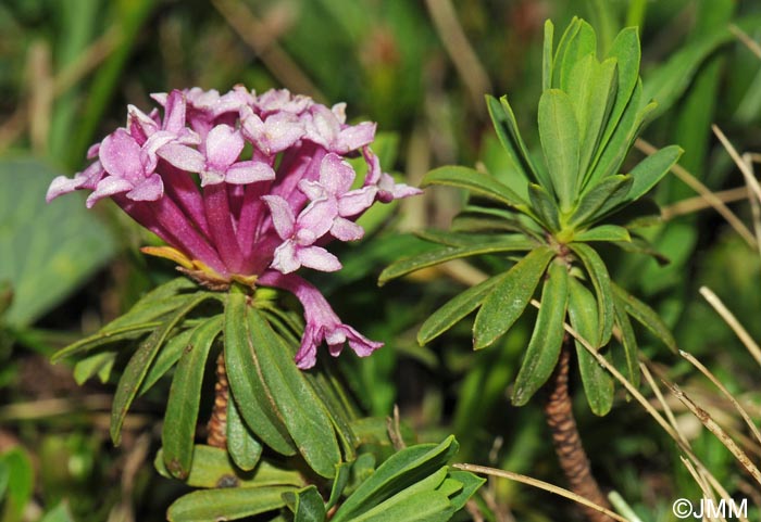 Daphne striata