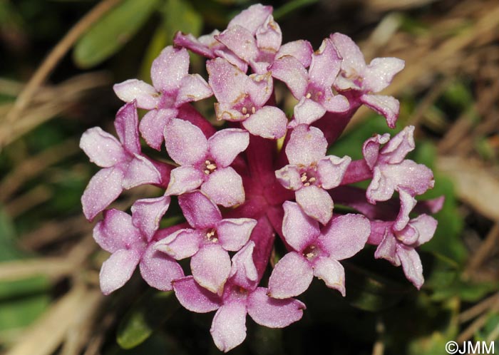 Daphne striata