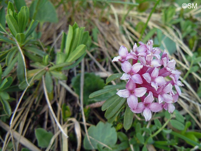 Daphne striata