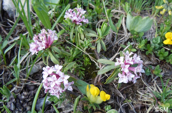 Daphne striata