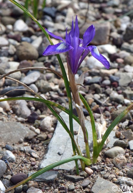 Moraea sisyrinchium = Iris sisyrinchium = Gynandriris sisyrinchium