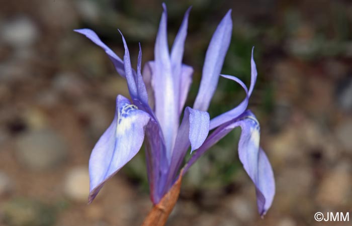 Moraea sisyrinchium = Iris sisyrinchium = Gynandriris sisyrinchium