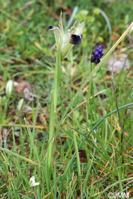Iris tuberosa