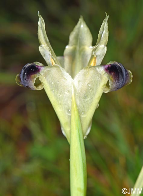 Iris tuberosa