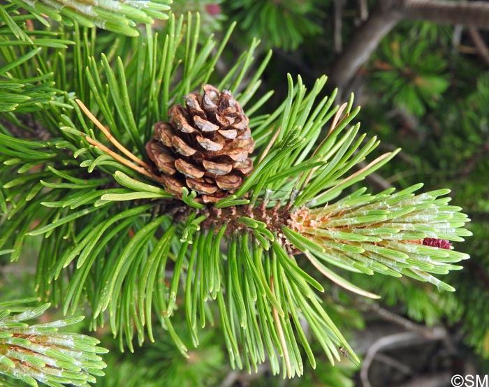 Pinus mugo