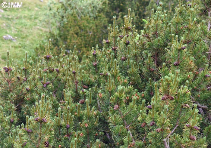 Pinus mugo