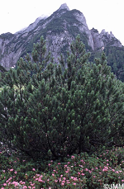 Pinus mugo