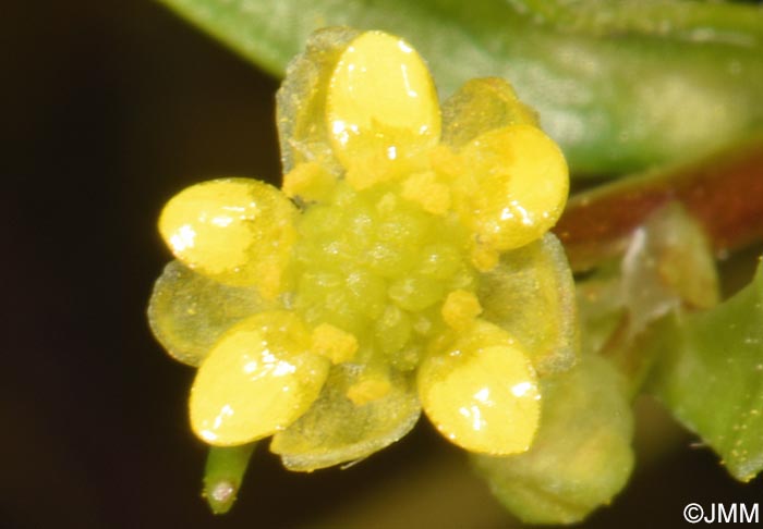 Ranunculus revelieri