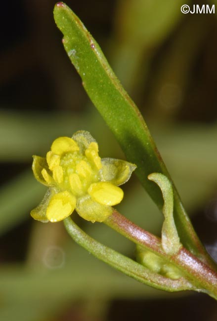 Ranunculus revelieri