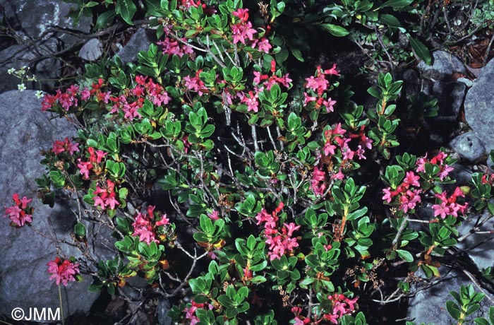 Rhododendron hirsutum