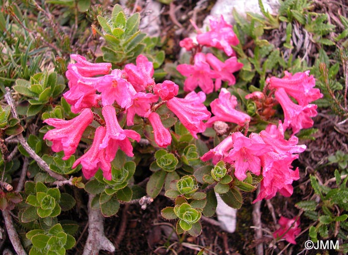 Rhododendron hirsutum
