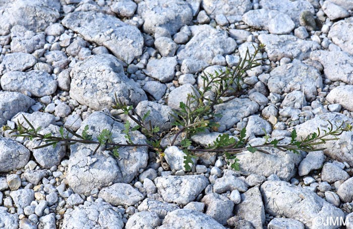 Sisymbrium supinum