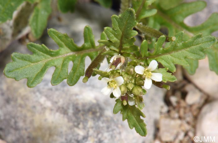 Sisymbrium supinum