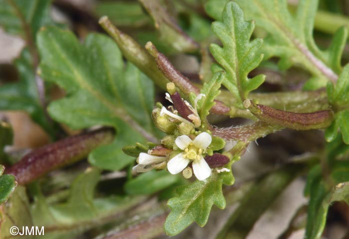 Sisymbrium supinum