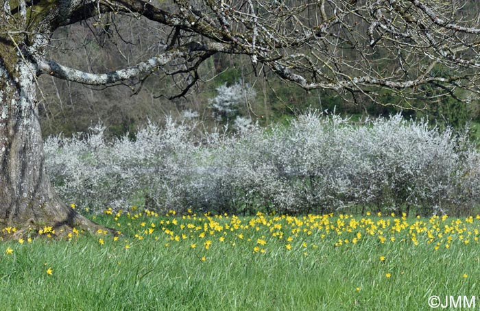 Tulipa sylvestris