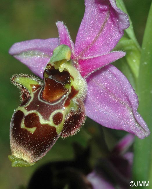 Ophrys beirana