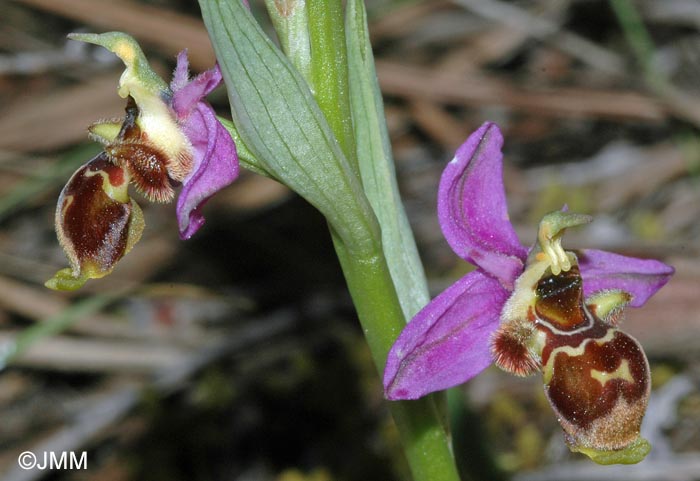 Ophrys beirana