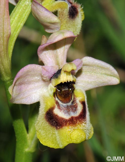 Ophrys expansa