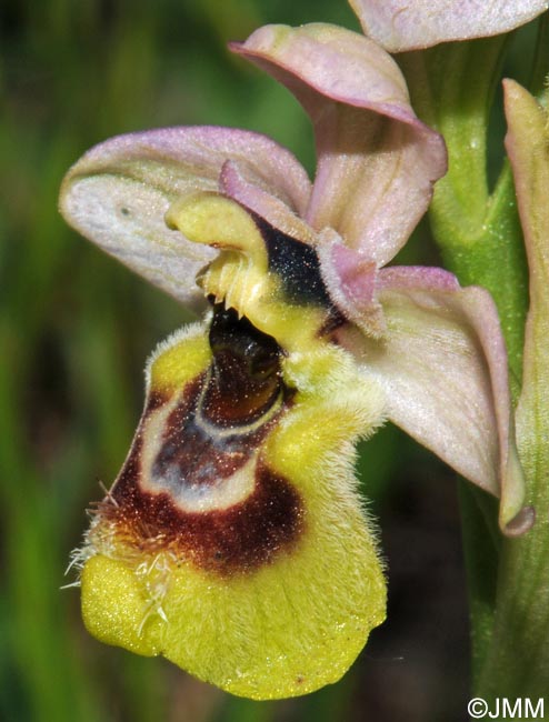 Ophrys expansa