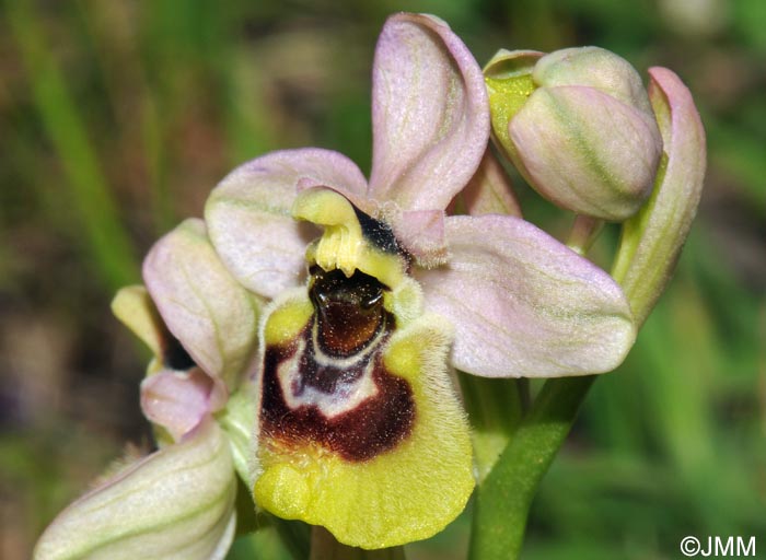 Ophrys expansa