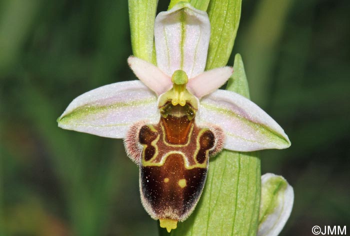 Ophrys mattinatae