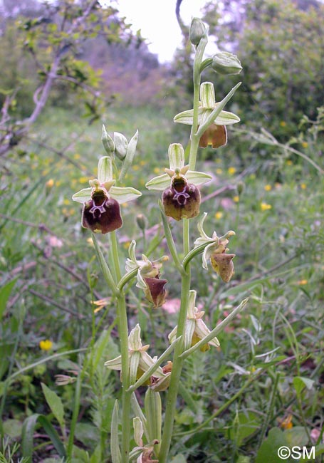 Ophrys parvimaculata