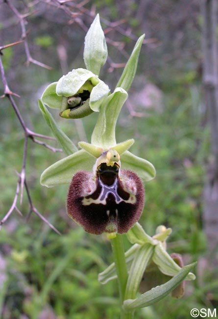 Ophrys parvimaculata