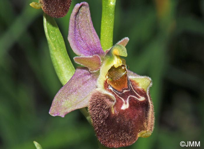 Ophrys parvimaculata