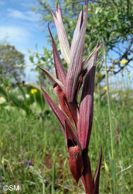 Serapias longipetala