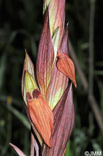 Serapias longipetala