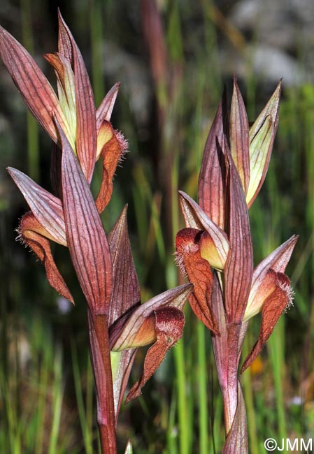 Serapias longipetala
