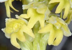 Pseudorchis straminea