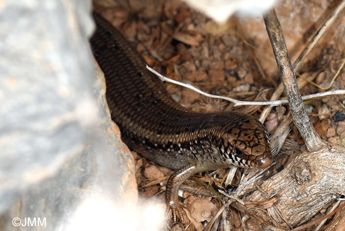 Chalcides ocellatus tiligugu : Seps ocell