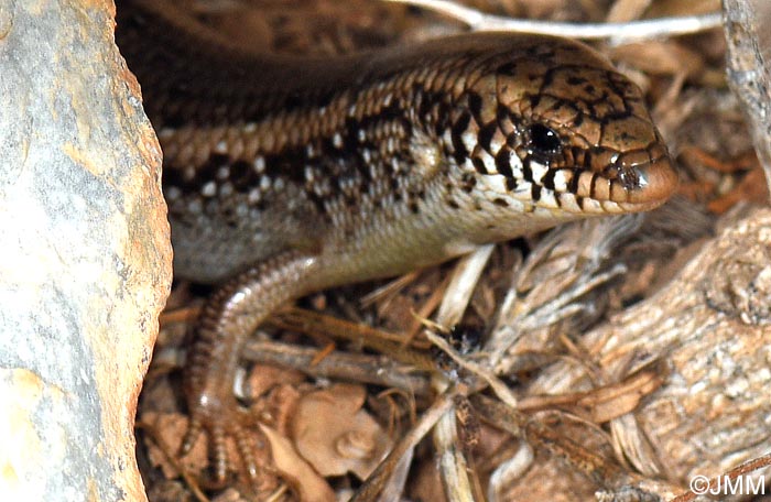 Chalcides ocellatus tiligugu : Seps ocell