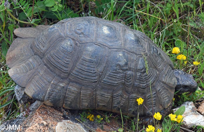 Testudo marginata