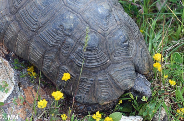 Testudo marginata