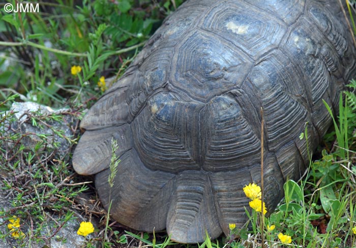 Testudo marginata