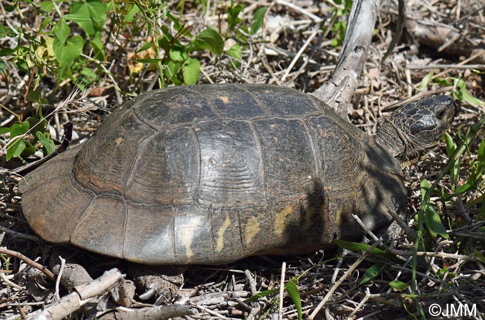 Testudo marginata sarda : Tortue margine sarde