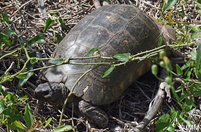 Testudo marginata sarda : Tortue margine sarde