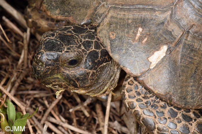 Testudo marginata sarda : Tortue margine sarde