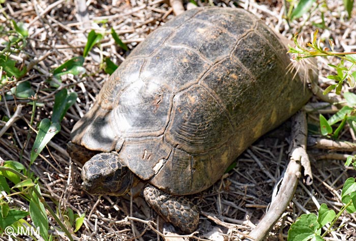 Testudo marginata sarda : Tortue margine sarde