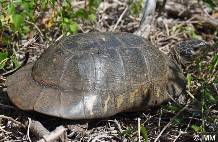 Testudo marginata sarda : Tortue margine sarde