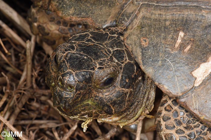 Testudo marginata sarda : Tortue margine sarde