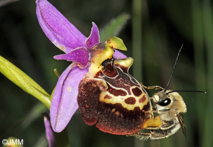 Ophrys calypsus