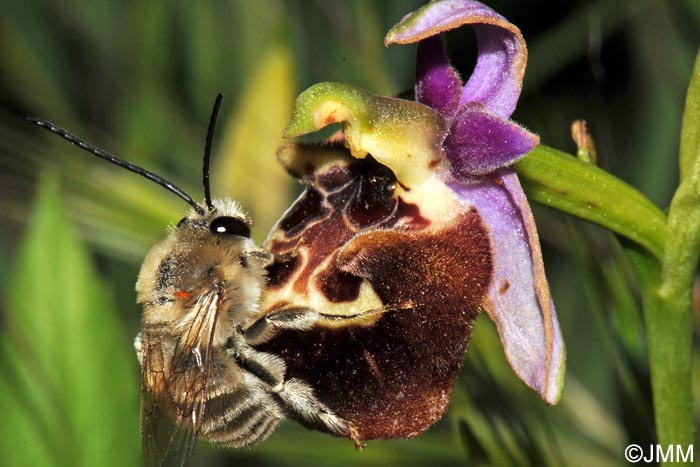 Ophrys calypsus